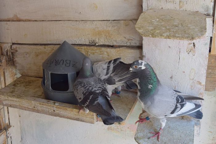 11304215_823137164444956_13064995_n