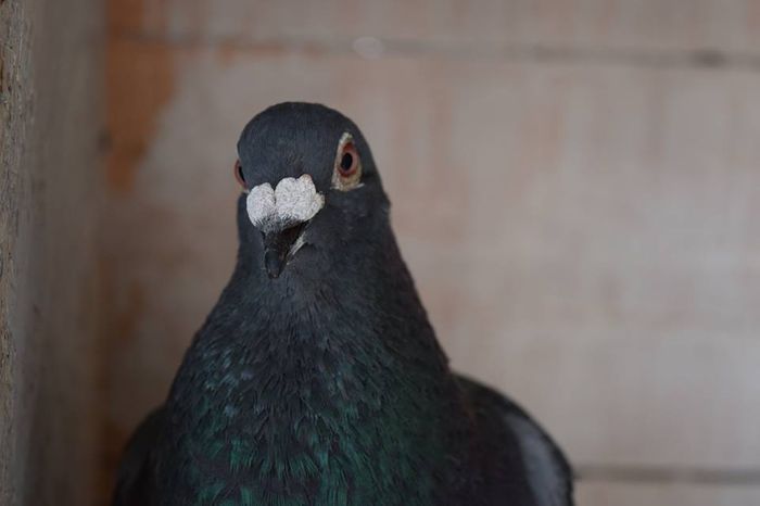 11329034_823136361111703_198535506_n