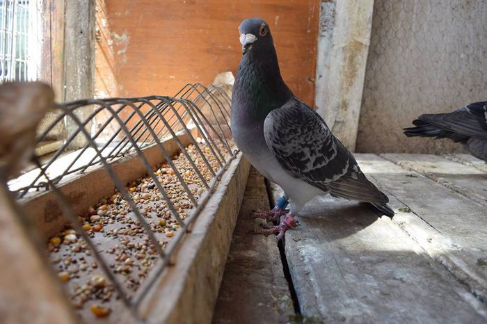 11334297_823138897778116_1782309641_n