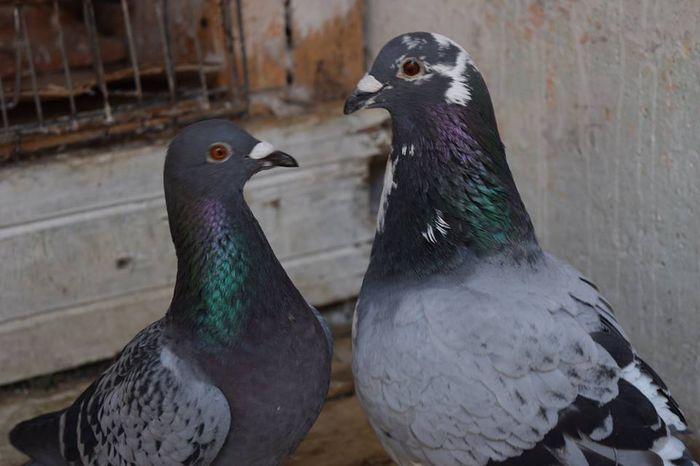 11334298_823140757777930_1017382115_n