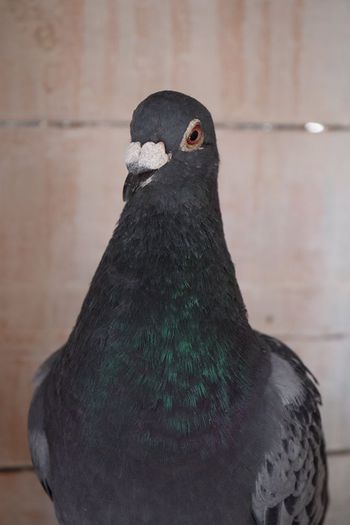 11335701_823138604444812_1263149585_n