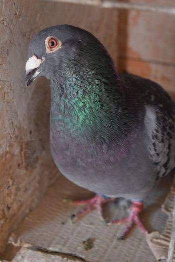 11348811_823136401111699_40191827_n