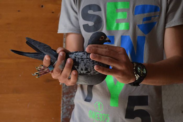 11349059_823138827778123_1135931580_n