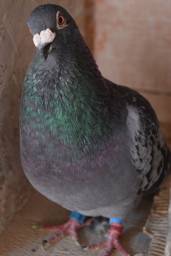 11350017_823136394445033_2000798845_n