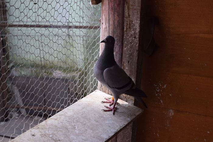 11350357_823137891111550_1879609600_n