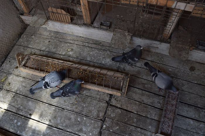 11354731_823137957778210_1450816380_n