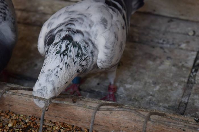 11355384_823137217778284_2011867593_n