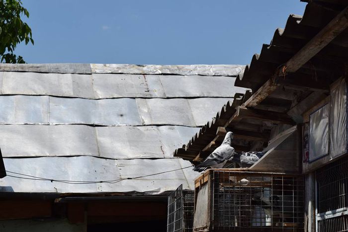 11355495_823137737778232_1173066518_n