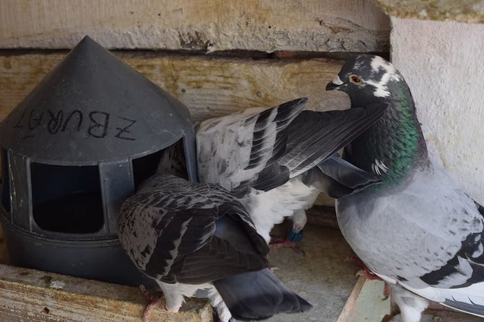 11356210_823137771111562_2013712315_n