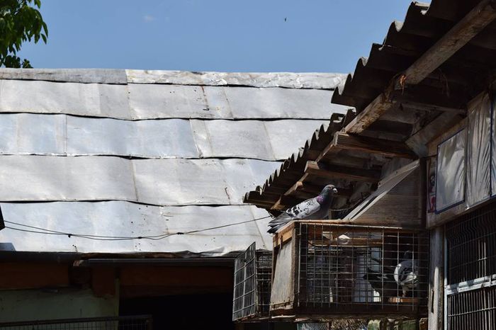 11358805_823137677778238_785790271_n