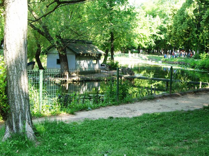 Parcul Bibescu 2015 037