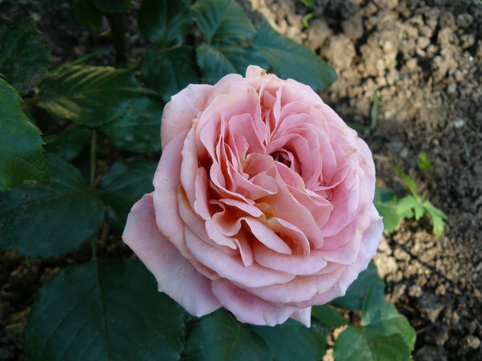 MaryAnne-Tantau 2010-USDA 6