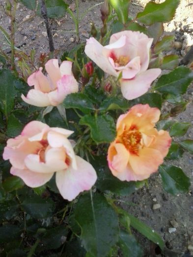 20150530_083619