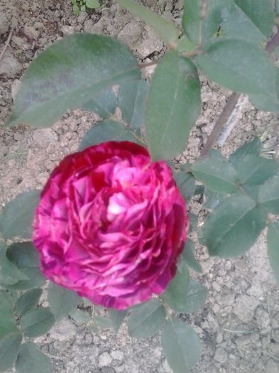 belle de segosa