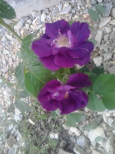 rhapsody in blue