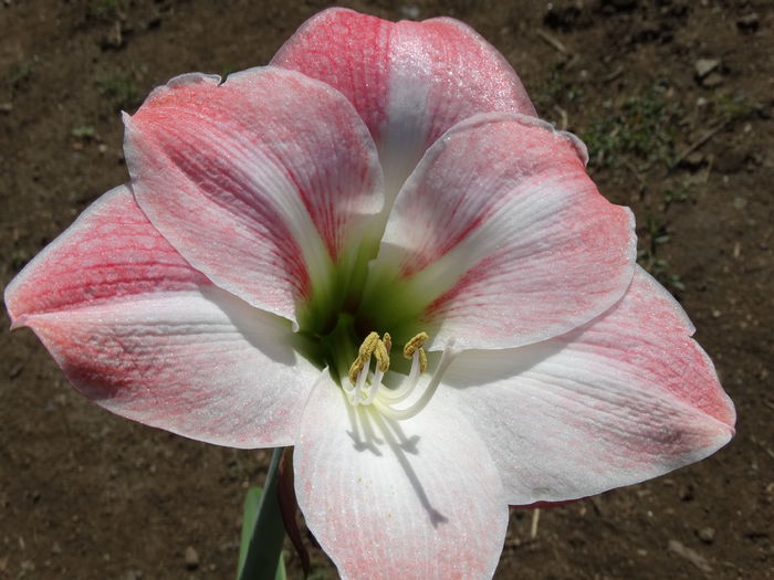 DSC01025 - Amaryllis 2015