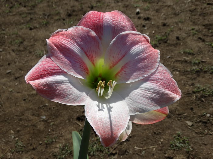 DSC01027 - Amaryllis 2015