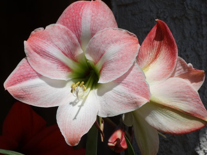 DSC01034 - Amaryllis 2015