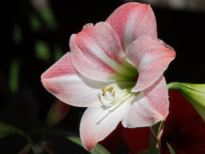 DSC01037 - Amaryllis 2015