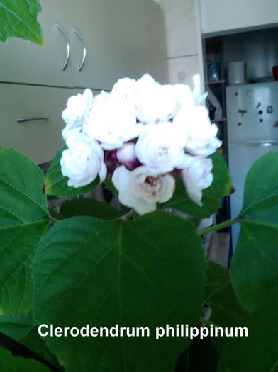 A doua floare - Clerodendrum philippinum