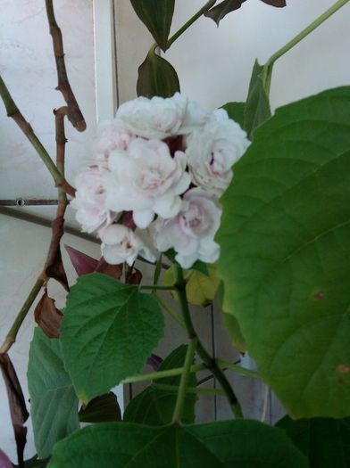 A treia - Clerodendrum philippinum