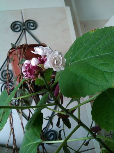 Prima floare cu mai mult de 10 floricele - Clerodendrum philippinum