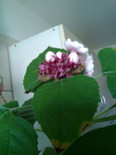 IMG_20150601_141740 - Clerodendrum philippinum