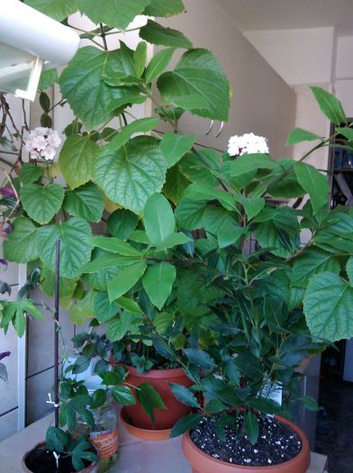 Trei inflorescente si un boboc in asteptare - Clerodendrum philippinum