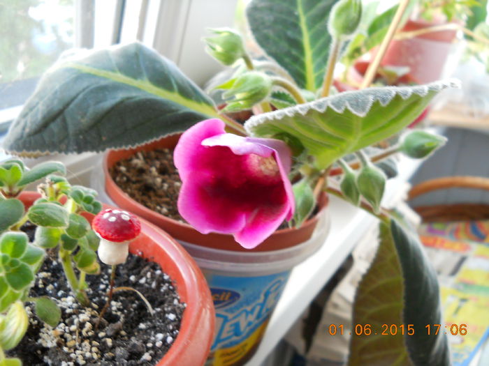 gloxinia