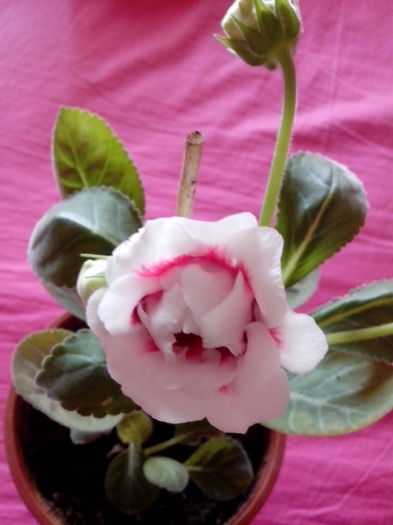 2015gloxinia2 - Gloxini 2012-2025