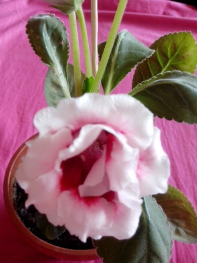 2015 gloxinia3