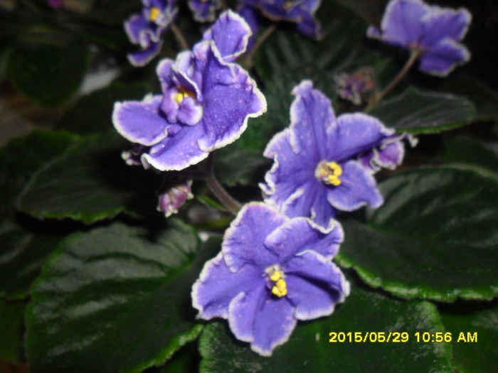 SAM_9743 - Expozitia de violete mai 2015
