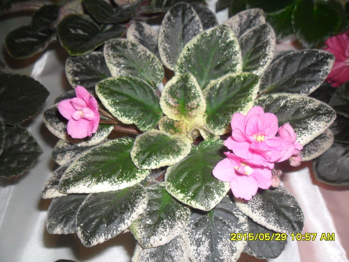 SAM_9756 - Expozitia de violete mai 2015