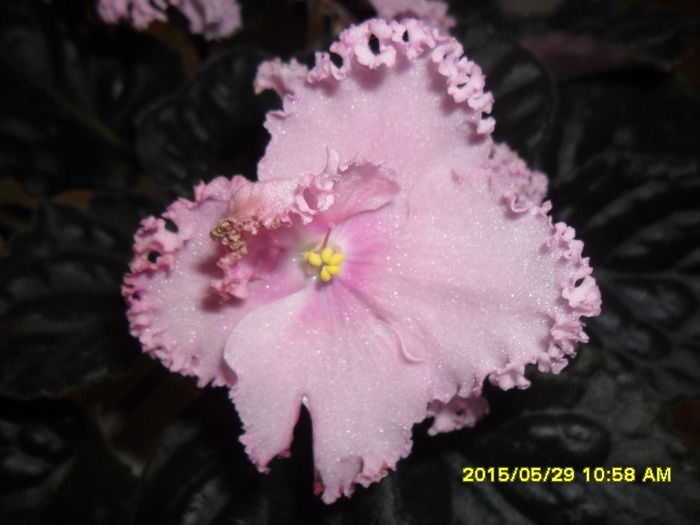 SAM_9759 - Expozitia de violete mai 2015