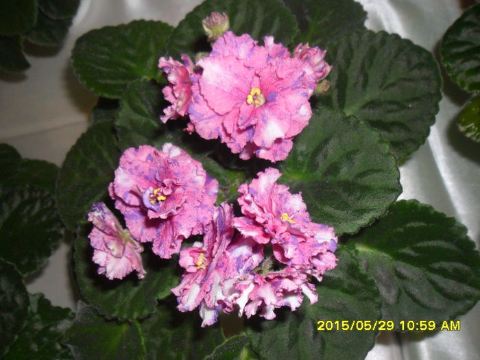 SAM_9764 - Expozitia de violete mai 2015