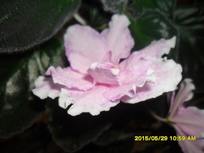 SAM_9766 - Expozitia de violete mai 2015