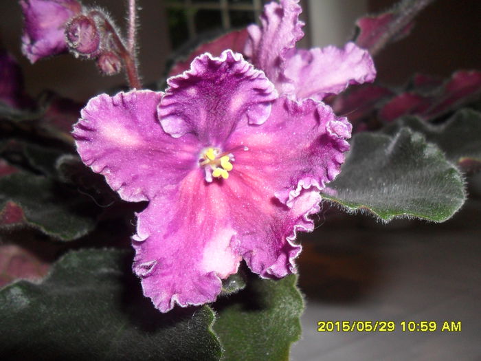 SAM_9768 - Expozitia de violete mai 2015