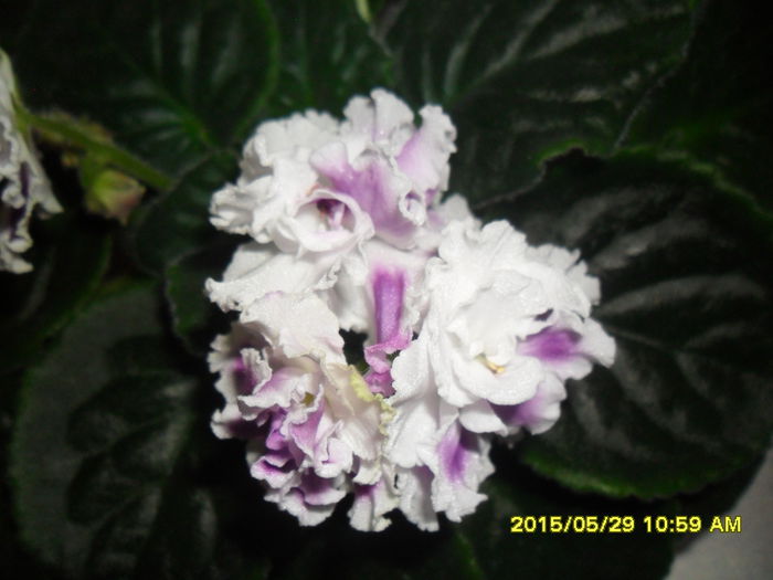 SAM_9770 - Expozitia de violete mai 2015
