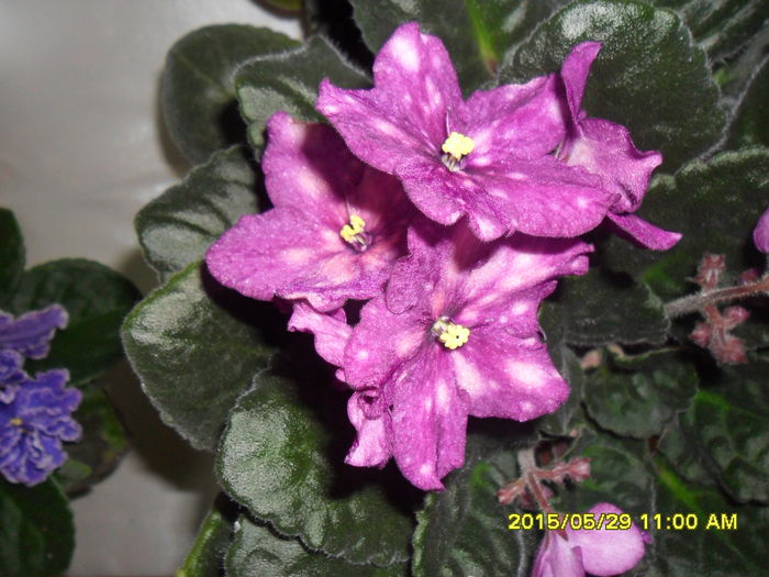SAM_9774 - Expozitia de violete mai 2015