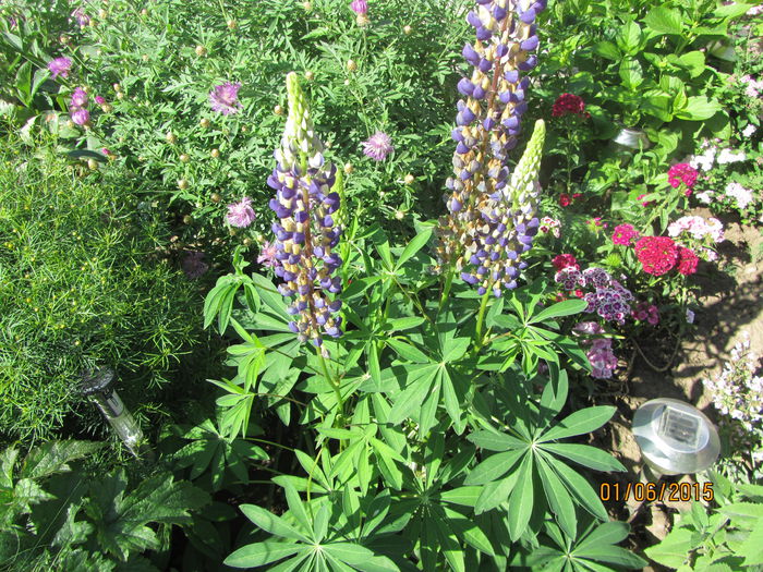 Lupin - Flori de gradina-2015Vara