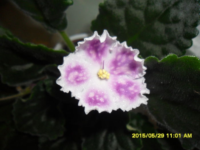 SAM_9782 - Expozitia de violete mai 2015