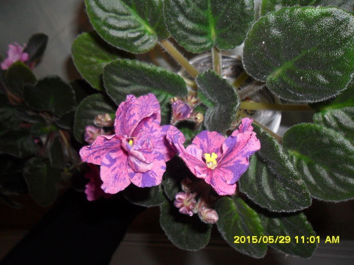 SAM_9784 - Expozitia de violete mai 2015