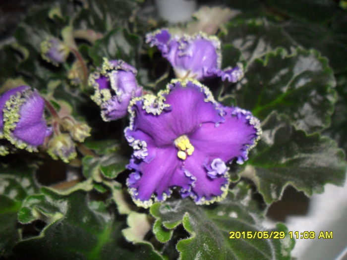 SAM_9785 - Expozitia de violete mai 2015