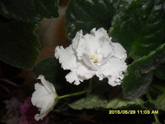 SAM_9788 - Expozitia de violete mai 2015