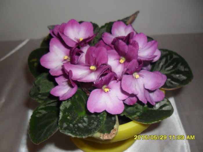 SAM_9789 - Expozitia de violete mai 2015