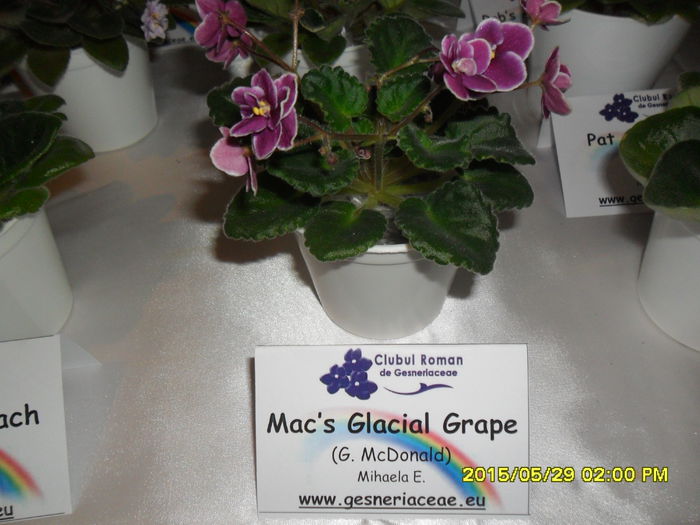 SAM_9804 - Expozitia de violete mai 2015