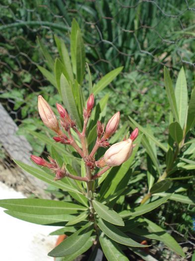 semnele infloririi (10) - leandru 2015