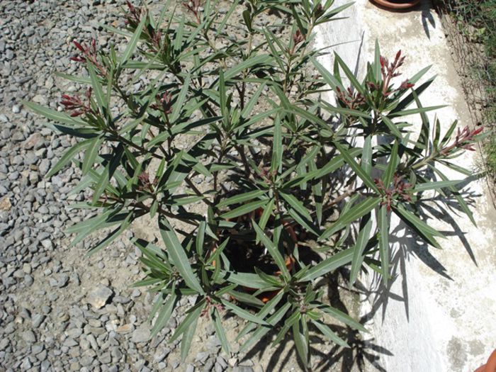 semnele infloririi (13) - leandru 2015