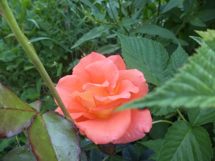 DSC04000 - ANUL 2015