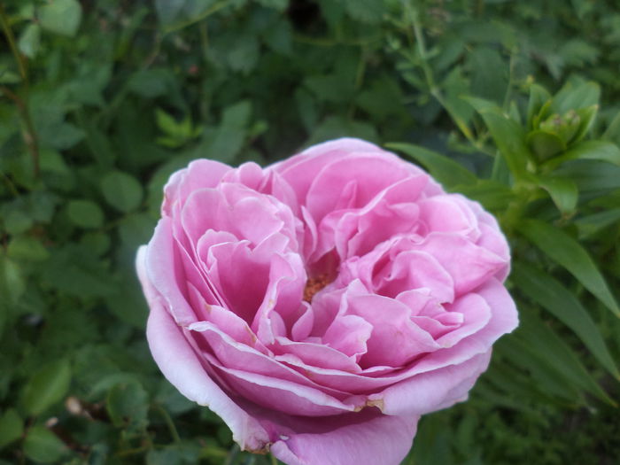 DSC04001 - ANUL 2015